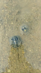 Tachypleus tridentatus