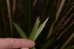 Lomandra spicata