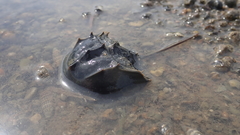 Tachypleus tridentatus