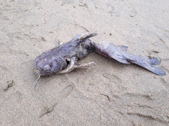 Sea Barbel photo 3
