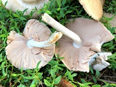 Pluteus