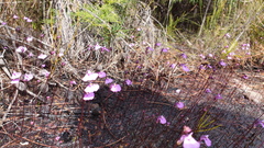 Utricularia uniflora