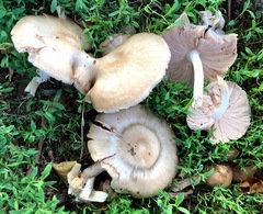 Pluteus