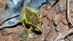 Litoria watjulumensis