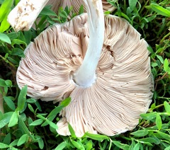 Pluteus