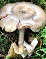 Pluteus