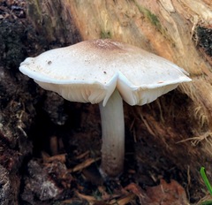 Pluteus