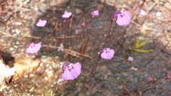 Utricularia uniflora