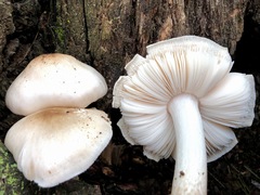 Pluteus