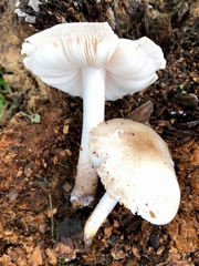 Pluteus
