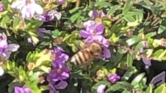 Apis mellifera