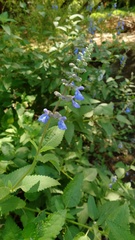Salvia pallida