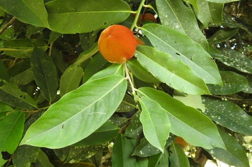 Foto de Caqui
