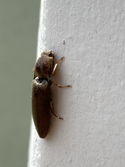Elateridae