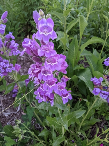 Penstemon cobaea iNat (3)
