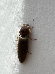 Elateridae