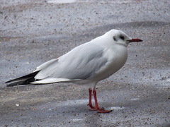 Chroicocephalus ridibundus