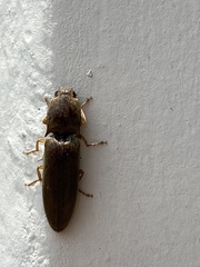 Elateridae