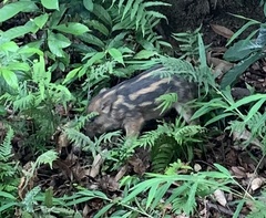 Sus scrofa moupinensis