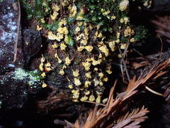 Oligonema verrucosum