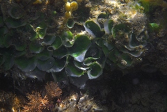 Dictyosphaeria sericea