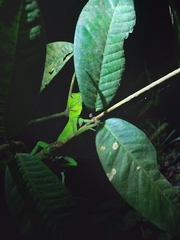 Enyalius iheringii