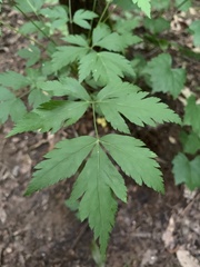 Xanthorhiza simplicissima