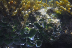 Dictyosphaeria sericea