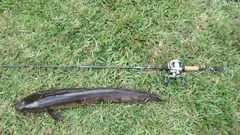Channa aurolineata