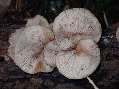 Crepidotus fuscovelutinus