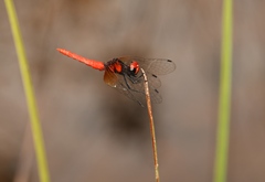 Nannophya pygmaea