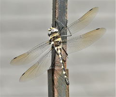 Macromia magnifica