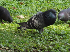 Columba livia domestica