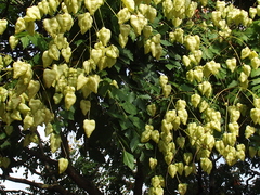 Koelreuteria paniculata