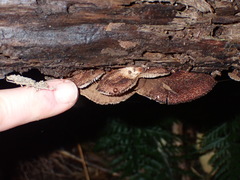 Crepidotus fuscovelutinus