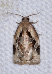 Archips grisea