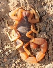 Parabuthus planicauda