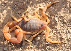 Parabuthus planicauda