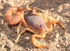 Parabuthus planicauda