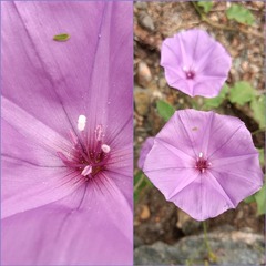 Jacquemontia evolvuloides