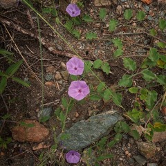Jacquemontia evolvuloides