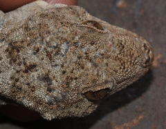 Pachydactylus kladaroderma