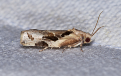 Archips grisea
