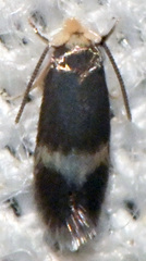 Stigmella myricafoliella