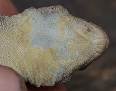 Pachydactylus kladaroderma