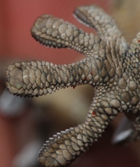 Pachydactylus kladaroderma