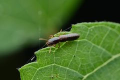 Osoriinae