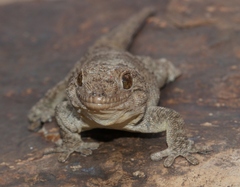 Pachydactylus kladaroderma