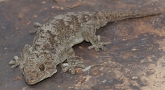 Pachydactylus kladaroderma