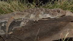 Pachydactylus kladaroderma